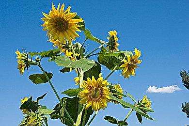 《收获日3》第二年将减少投资 但不影响整体内容产出